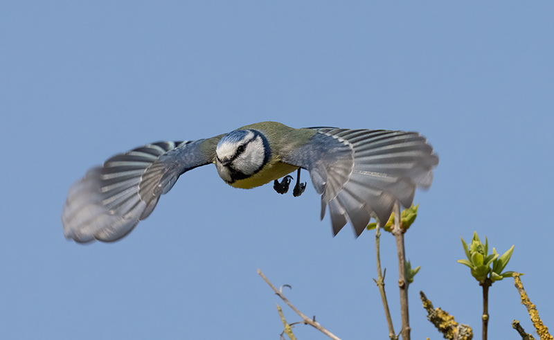 Blue Tit Taking Off