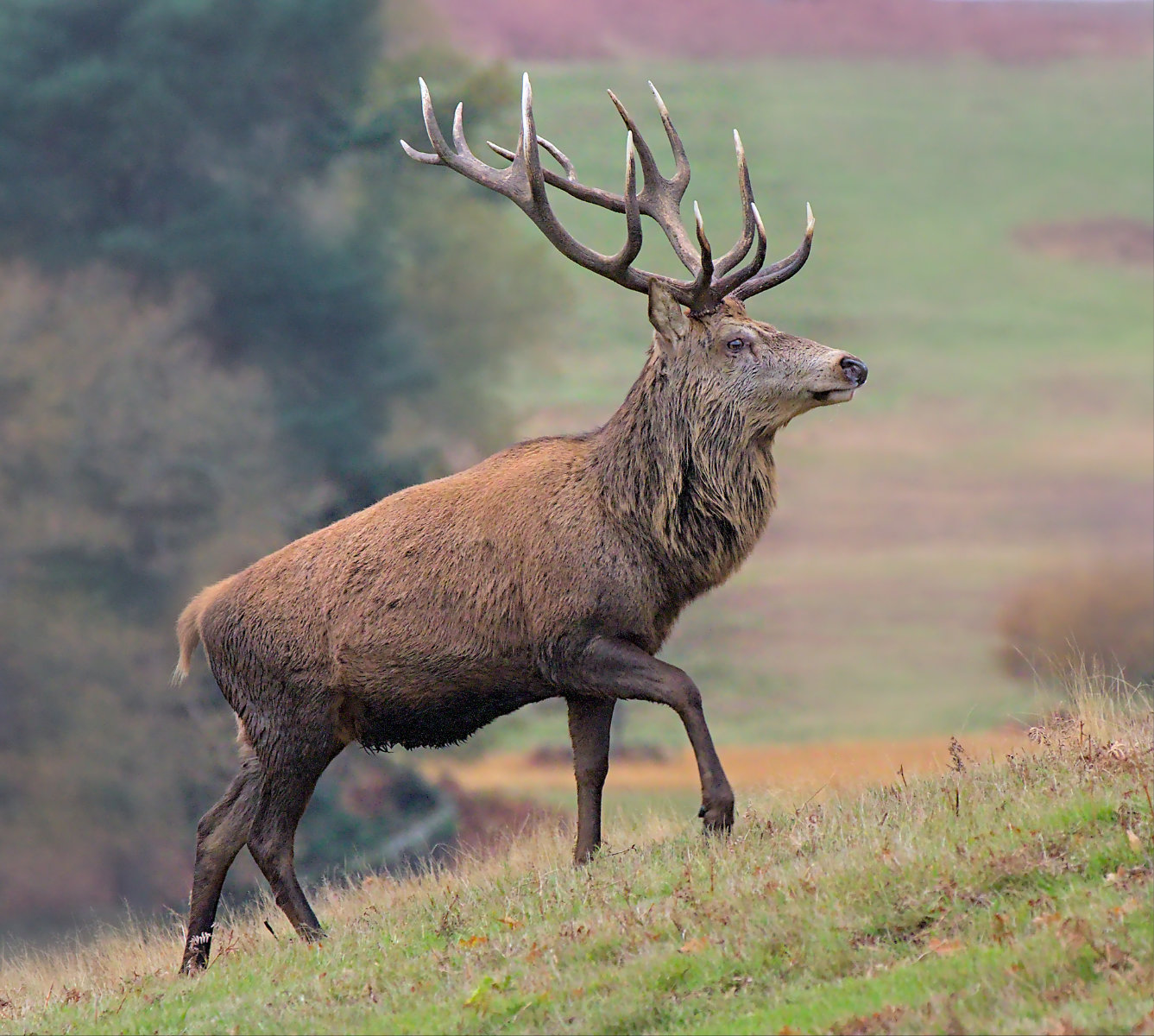 Red Deer Stag By David Belton