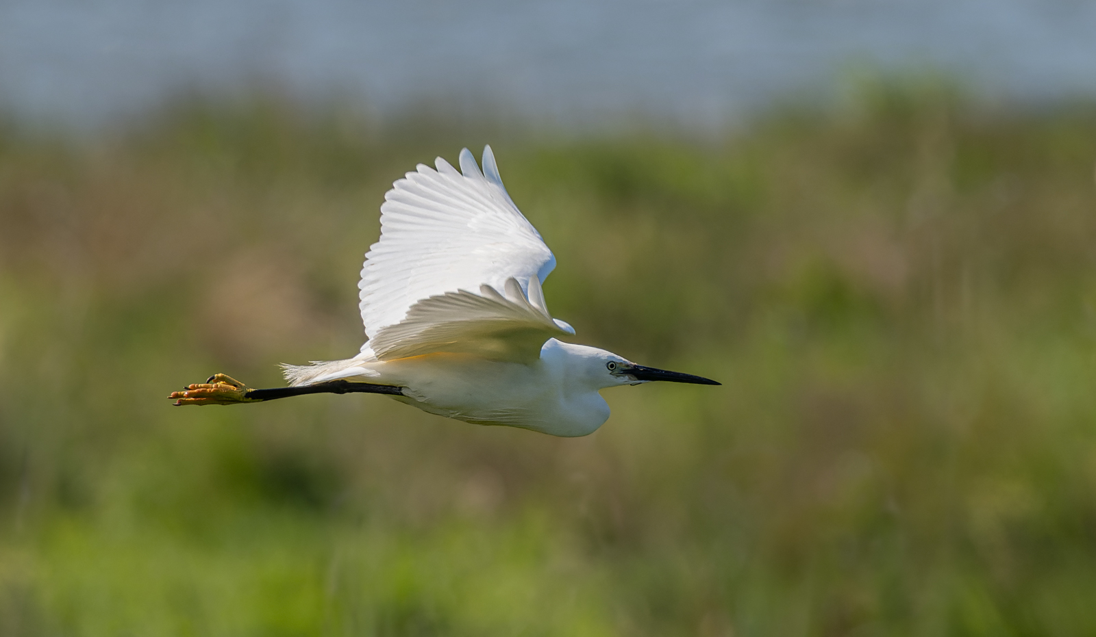 Little Egret Flight By Ann Miles 3