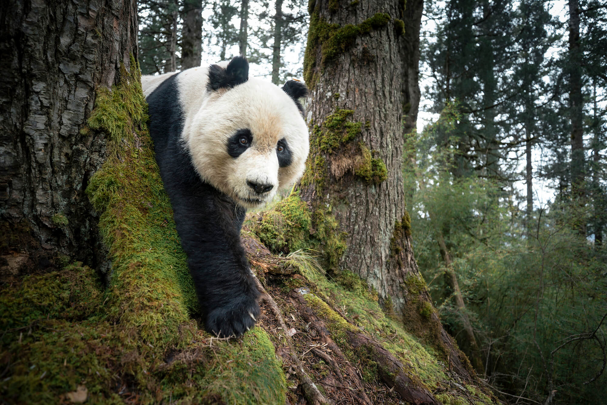 9. 028 Asiapacificandoceania SIN Rob G. Green National Geographic Society Henry Luce Foundation