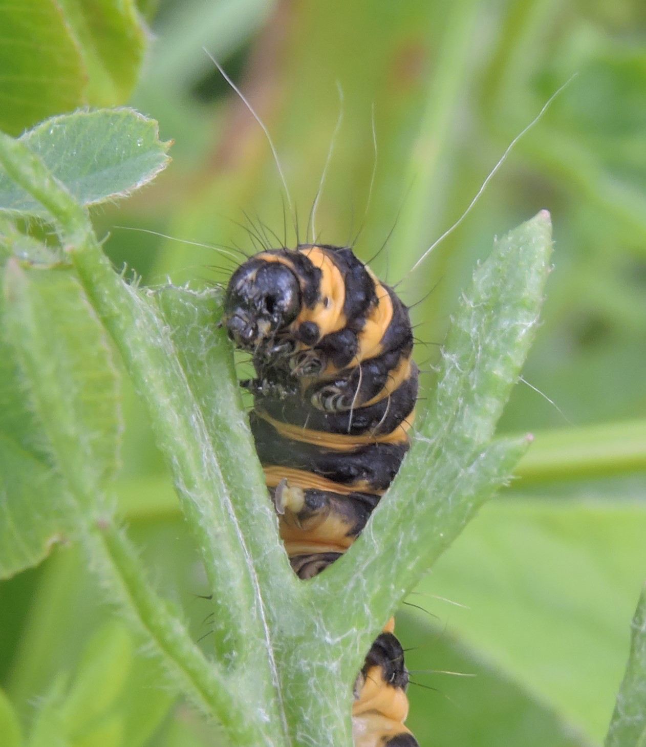 Cinnabar Moth Caterpiller Close Up Ben Gresham