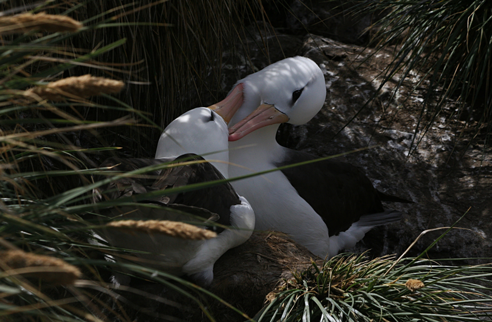 ALBATROSS IN FALKLAND ISLANDS By Barbara Fleming