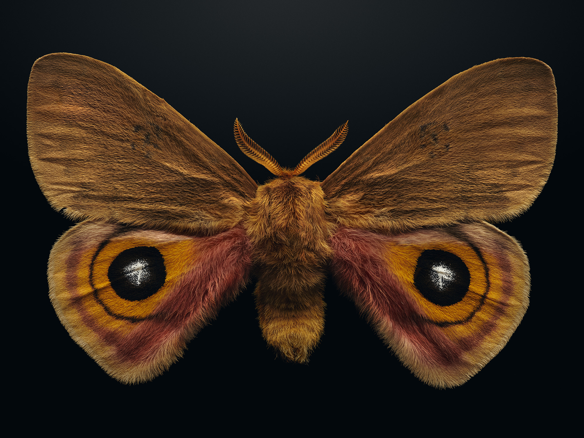 Extinctendangered Louisiana Eyed Silkmoth Page 58 59