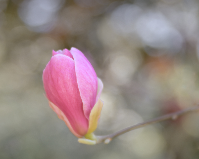 2606 Jan Harris Magnolia For Web