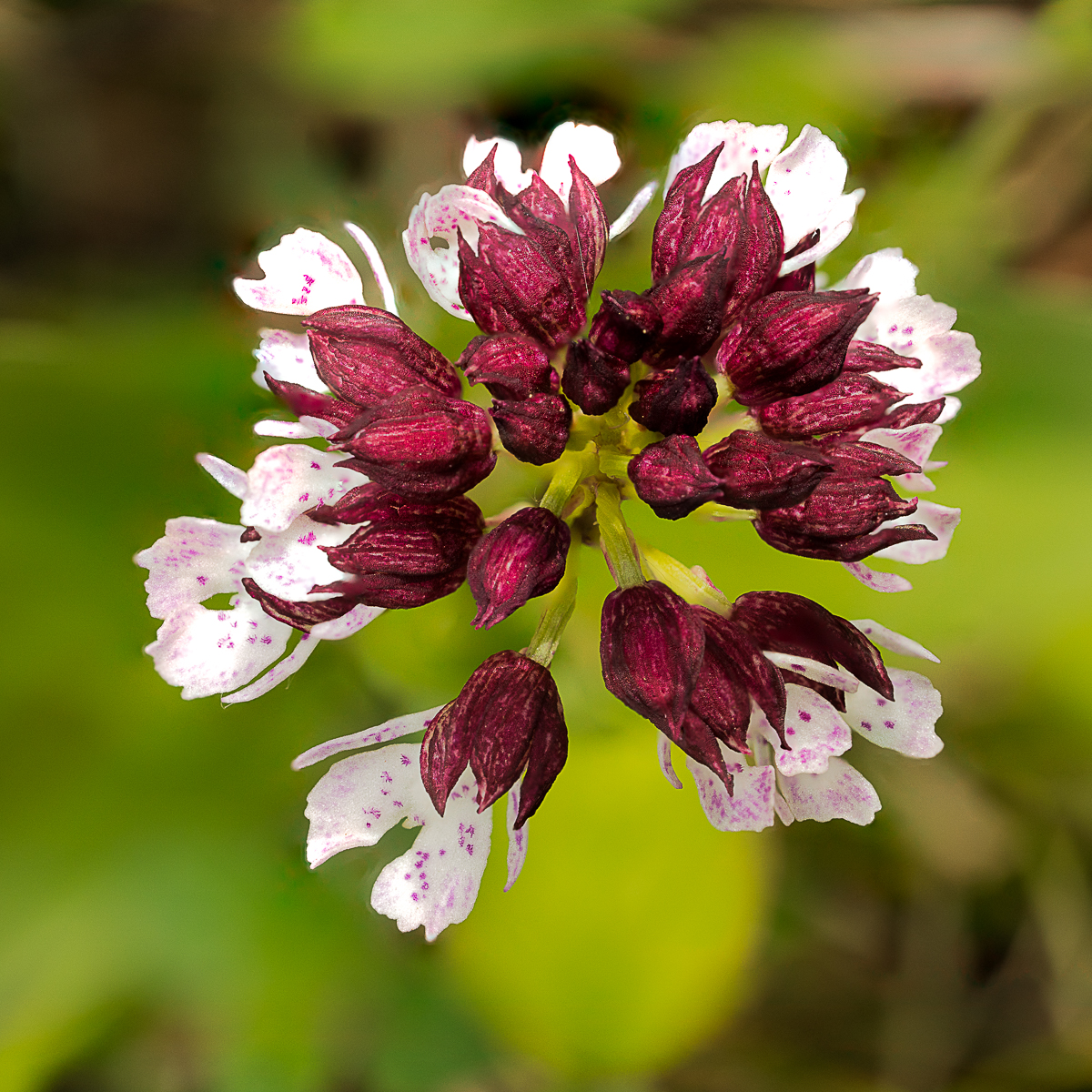 Lady Orchid By Nigel Symington ARPS