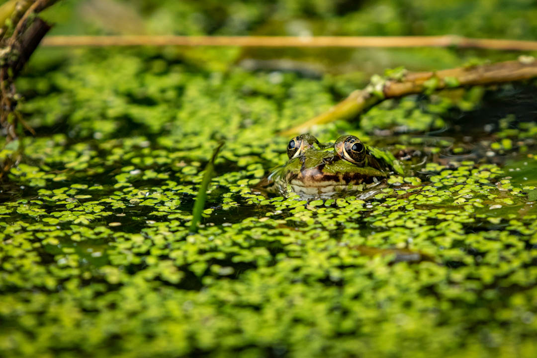 Cre Q3 Rana Esculenta Oh Look Who Is Watching.