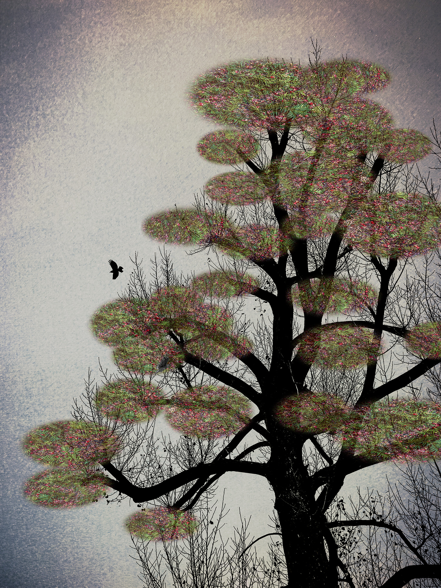 5573704 Shamani Surendran The Last Bird Song 4