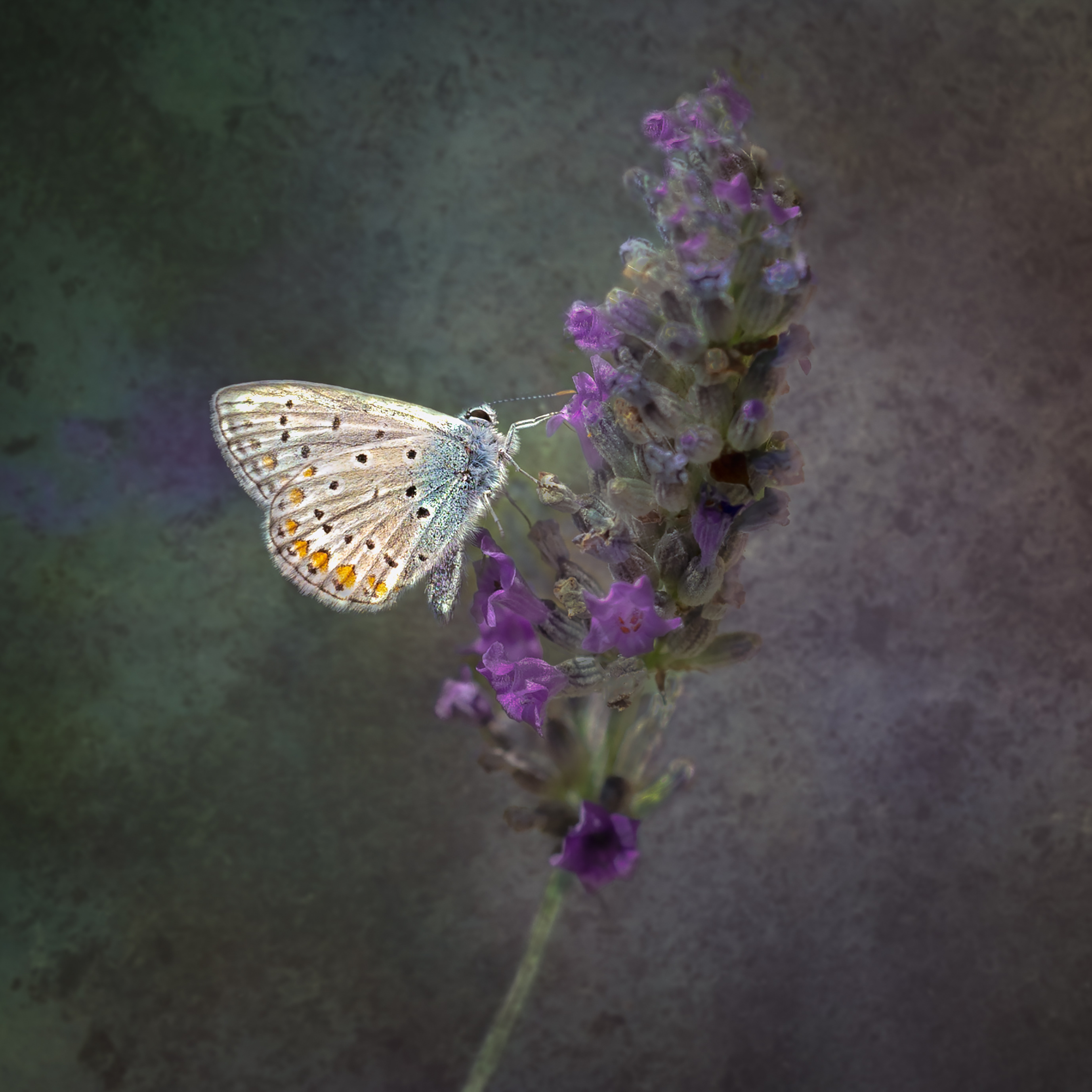 RPS Licentiate Presentation Panel 05