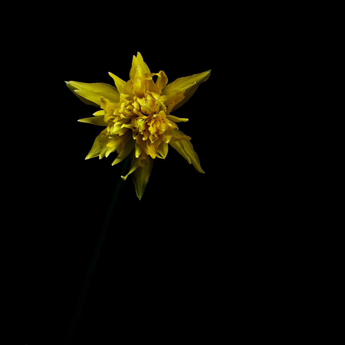 Daffodil