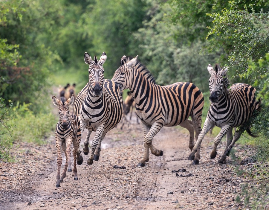 On The Run, Sabi Sand By Debra Coleman (Spain)