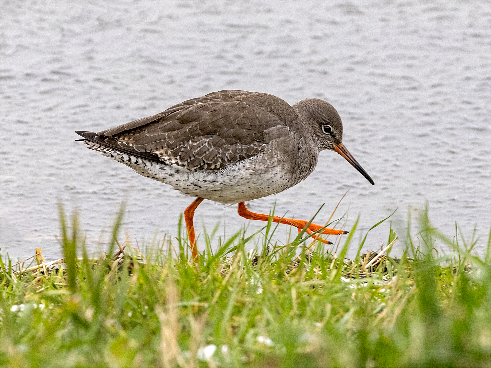 Redshank By Duncan Locke ARPS