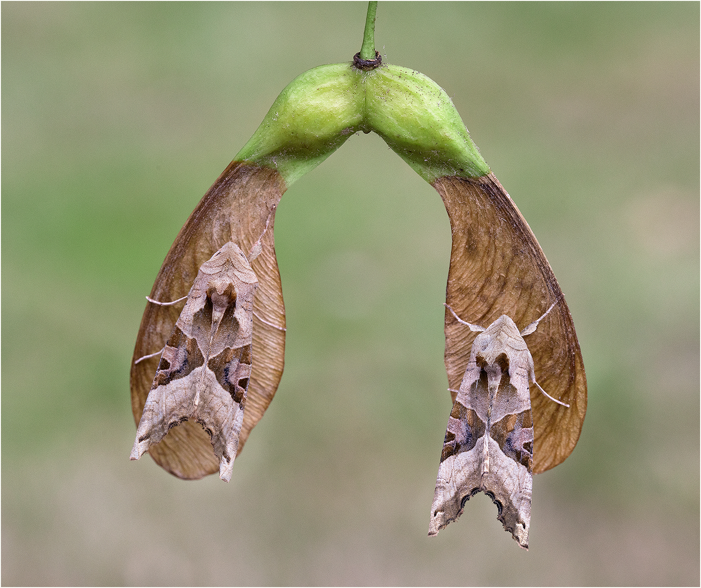Gianpiero Ferrari Angle Shade Moths Pair