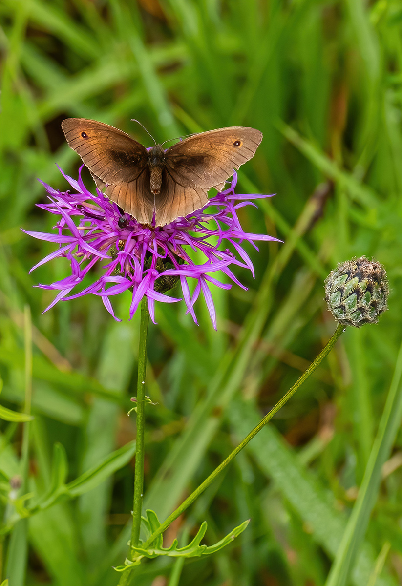 Meadow Brown By Shaun Boycott Taylor ARPS