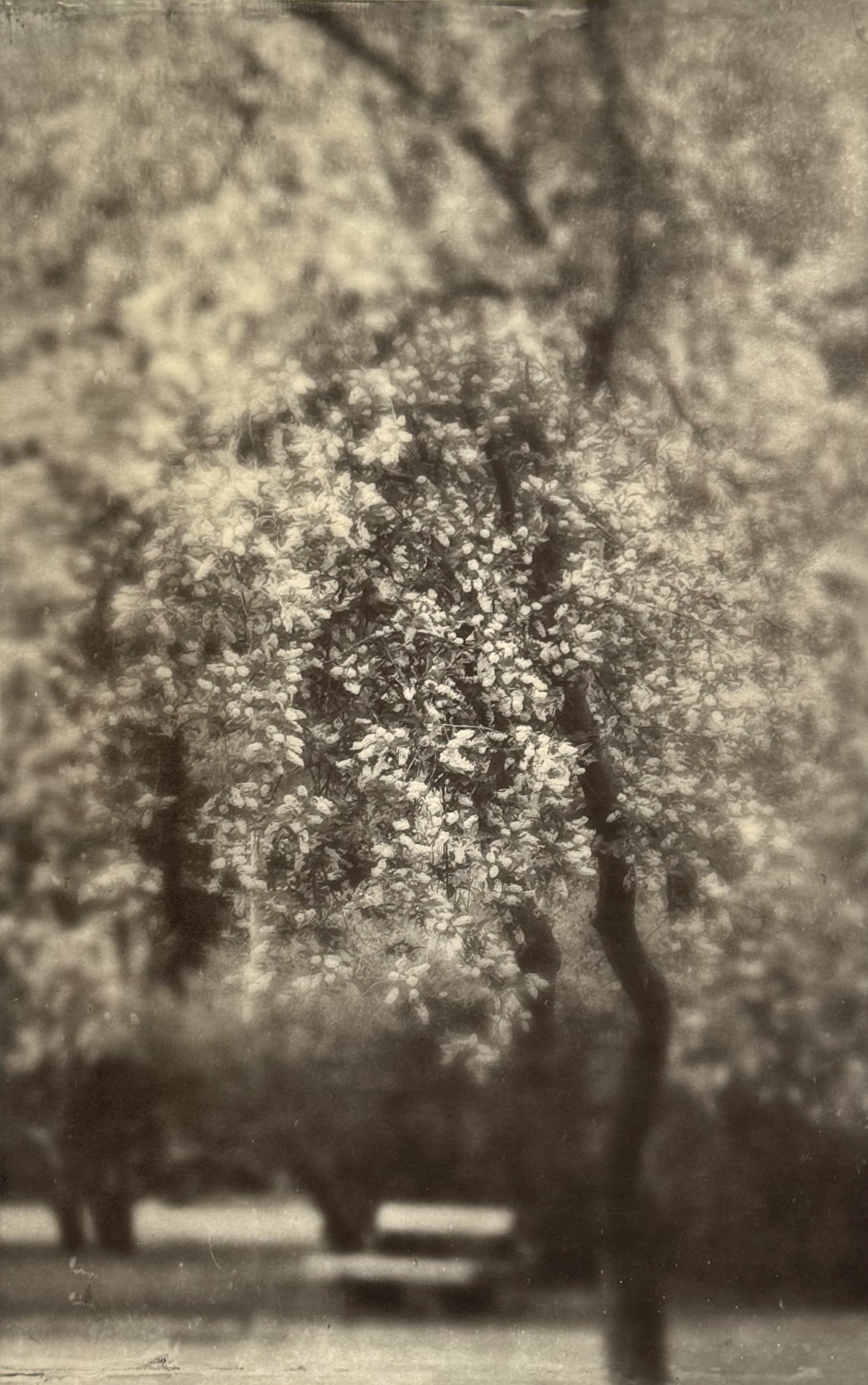 Wendi Schneider A Luminous Veil