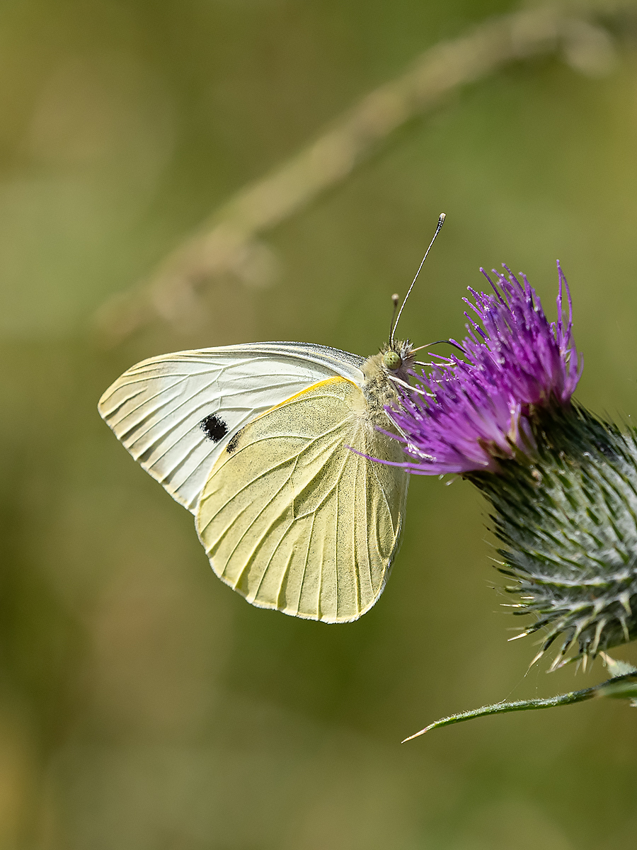 4 Large White By Ken Rasmussen