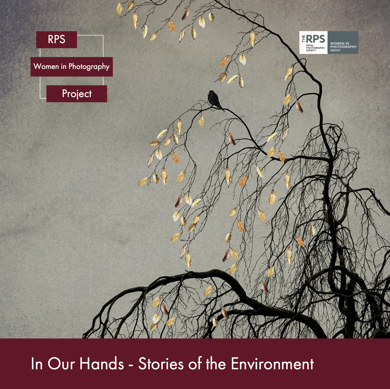In Our Hands: Stories of the Environment by RPS WIP Members