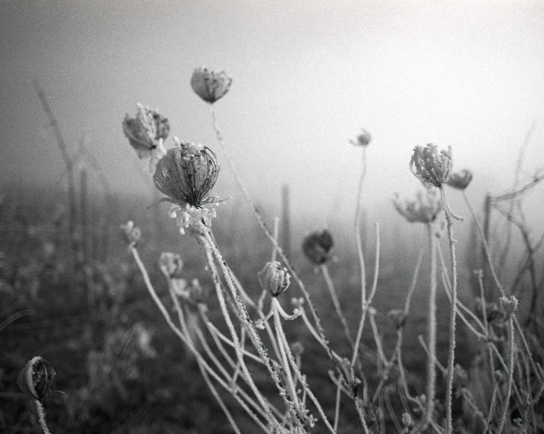 5502219 Christina Osborne Wild Poppies