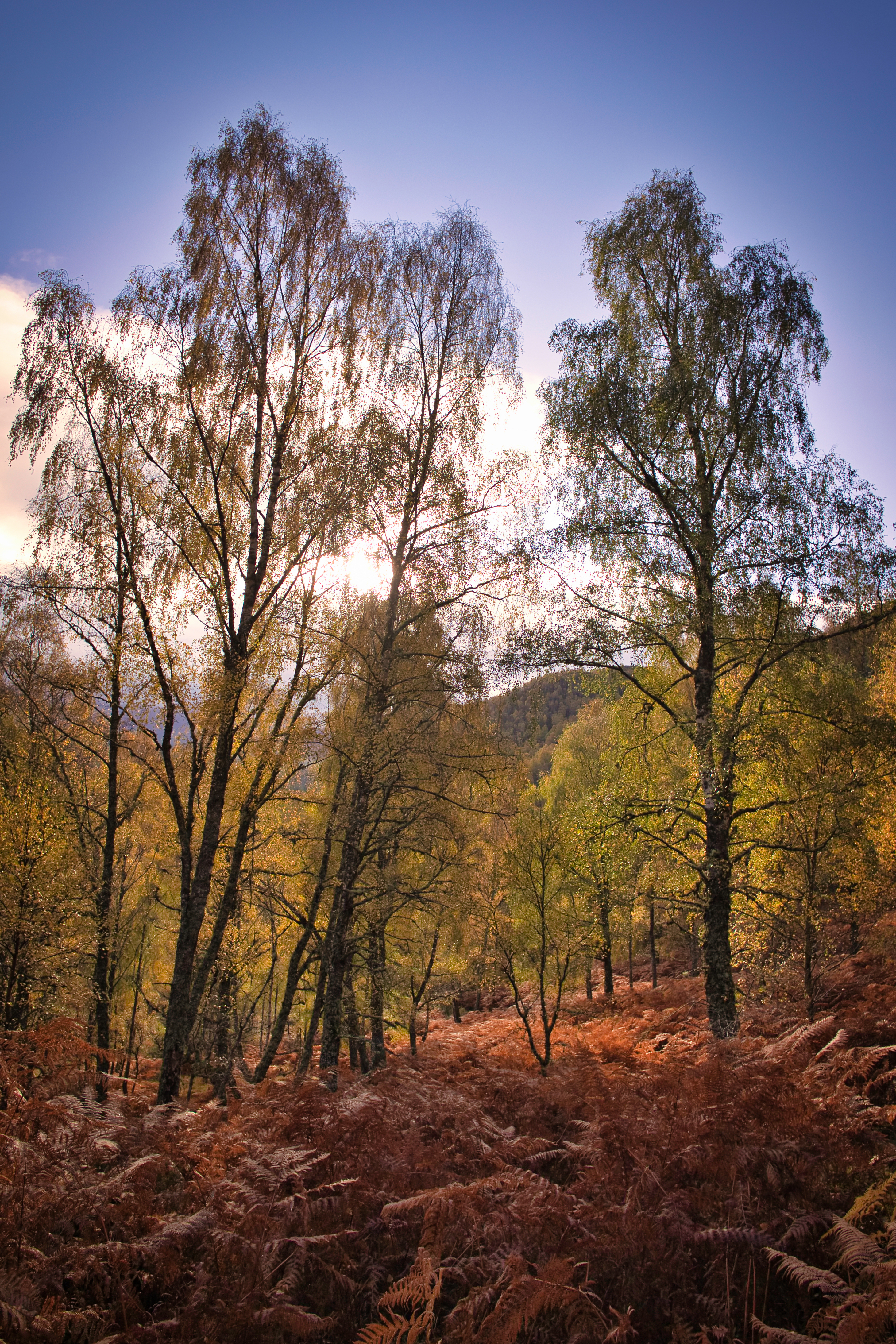 Craigallichie Aviemore - Samantha Dearlove