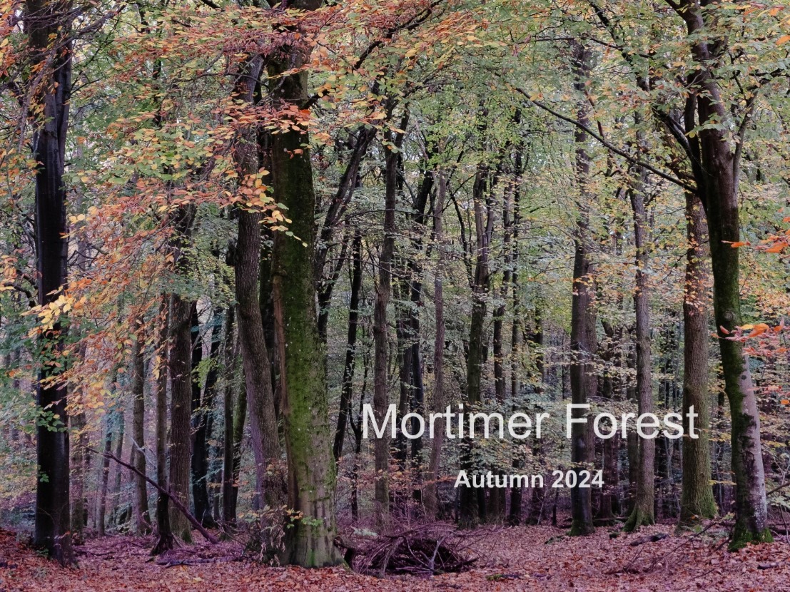 Mortimerforest