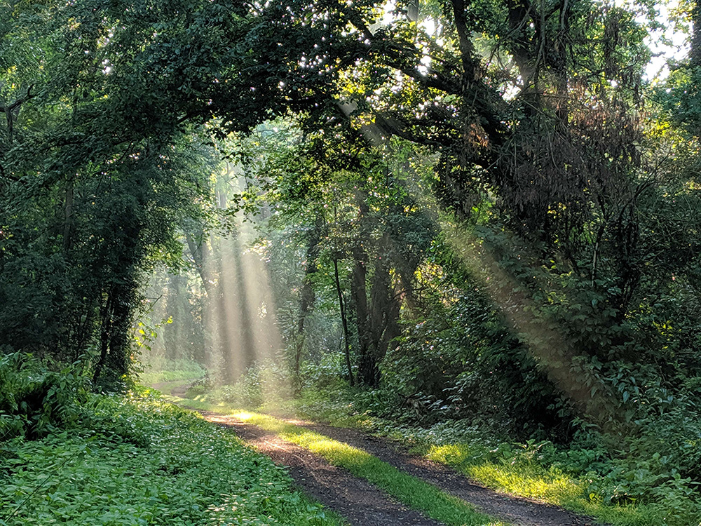 Morgenlicht Im Wald 1000Px