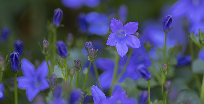 Lobelliacropf46172 Copy