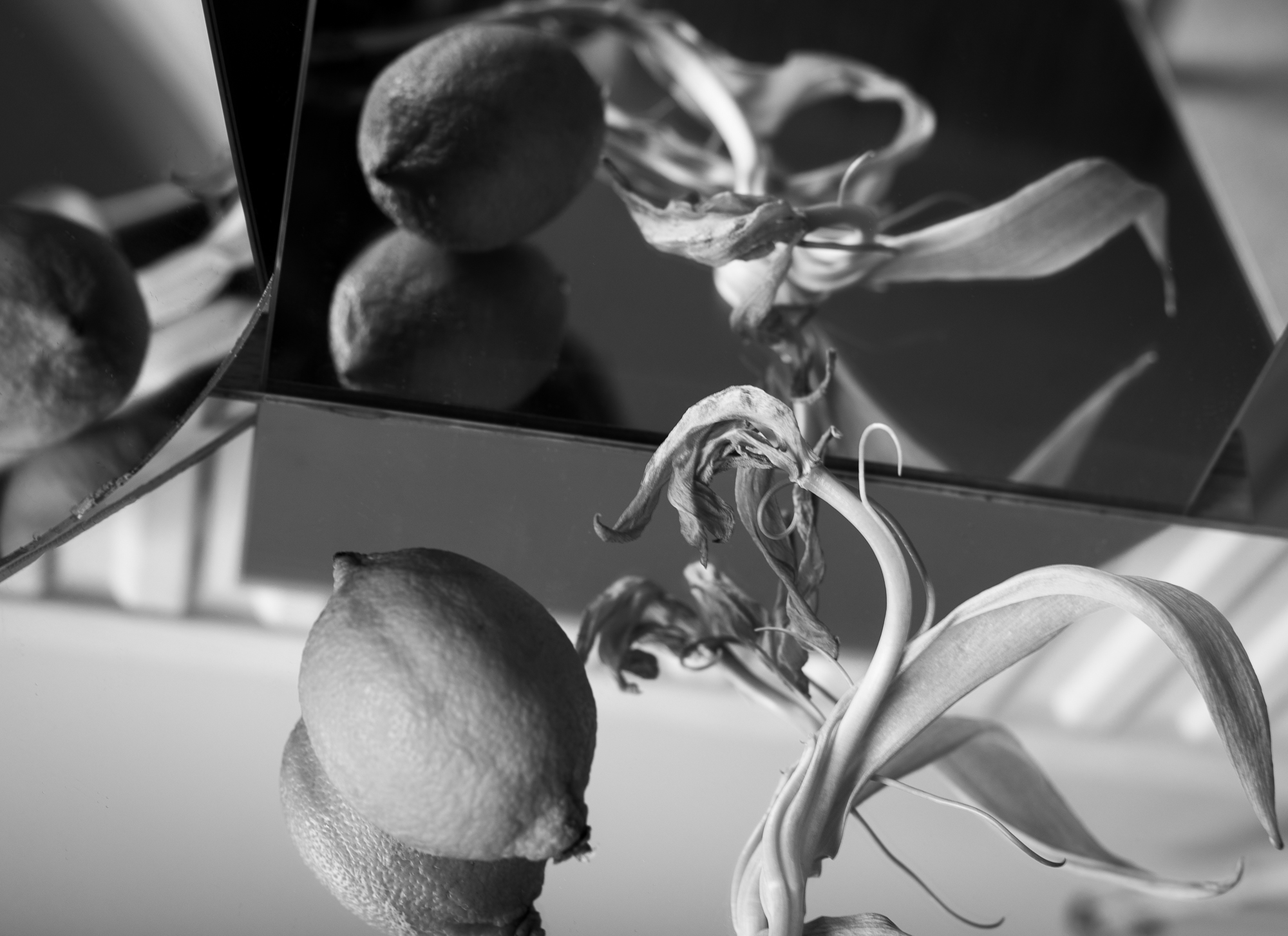 Lemons And Tulips©Valeriehuggins