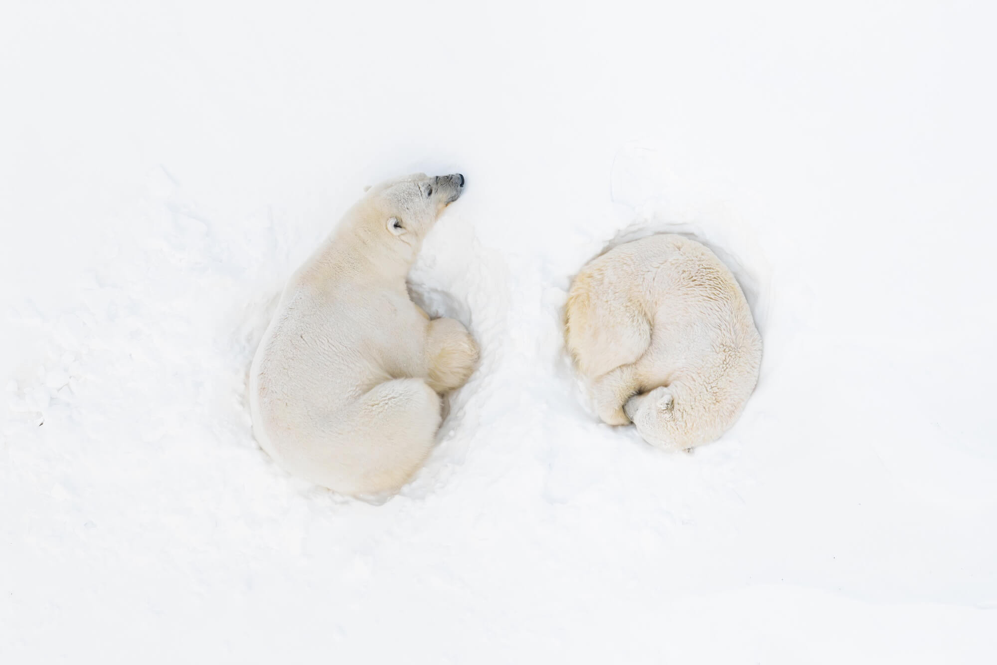 Florian Ledoux Polar Bear Romance