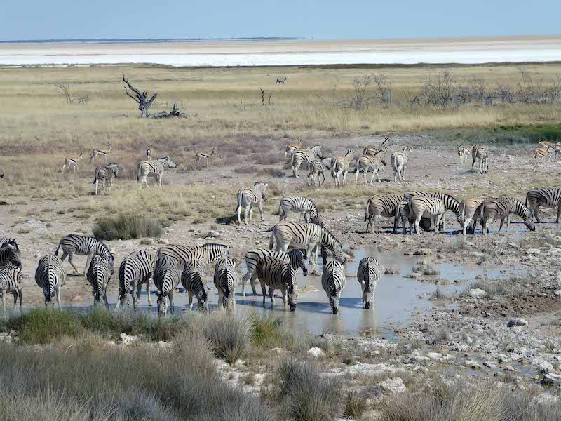 Etosha distance