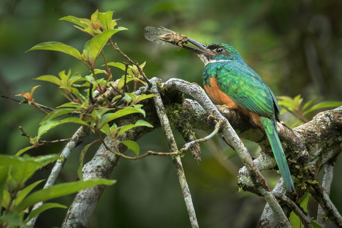 10. Jacamar With Cicada