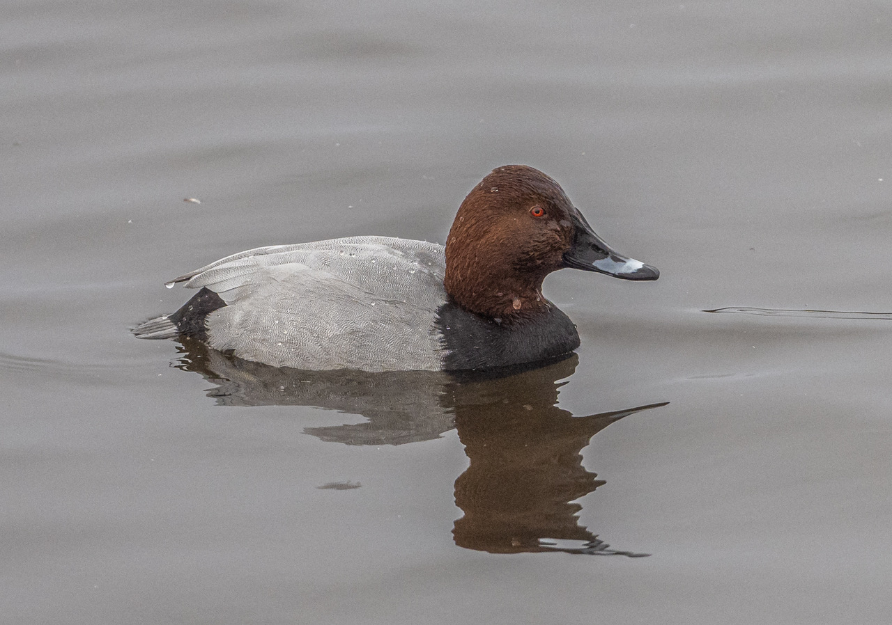 Pochard By Jane Moore