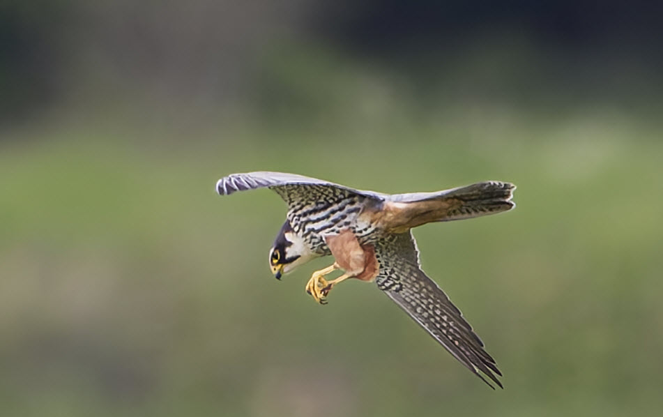 Hobby