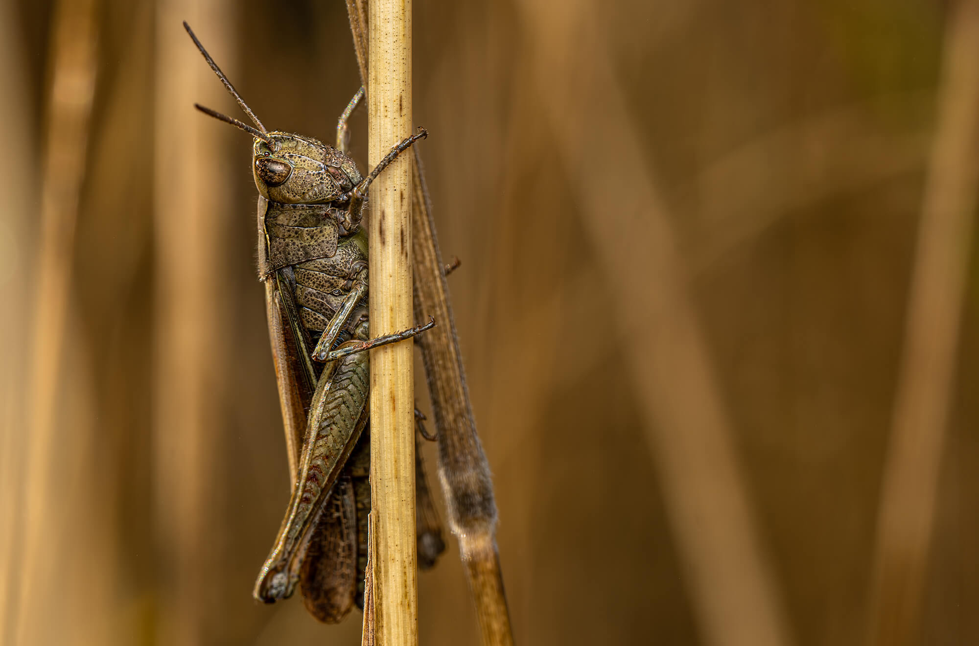 WPY Morning Grasshopper 2