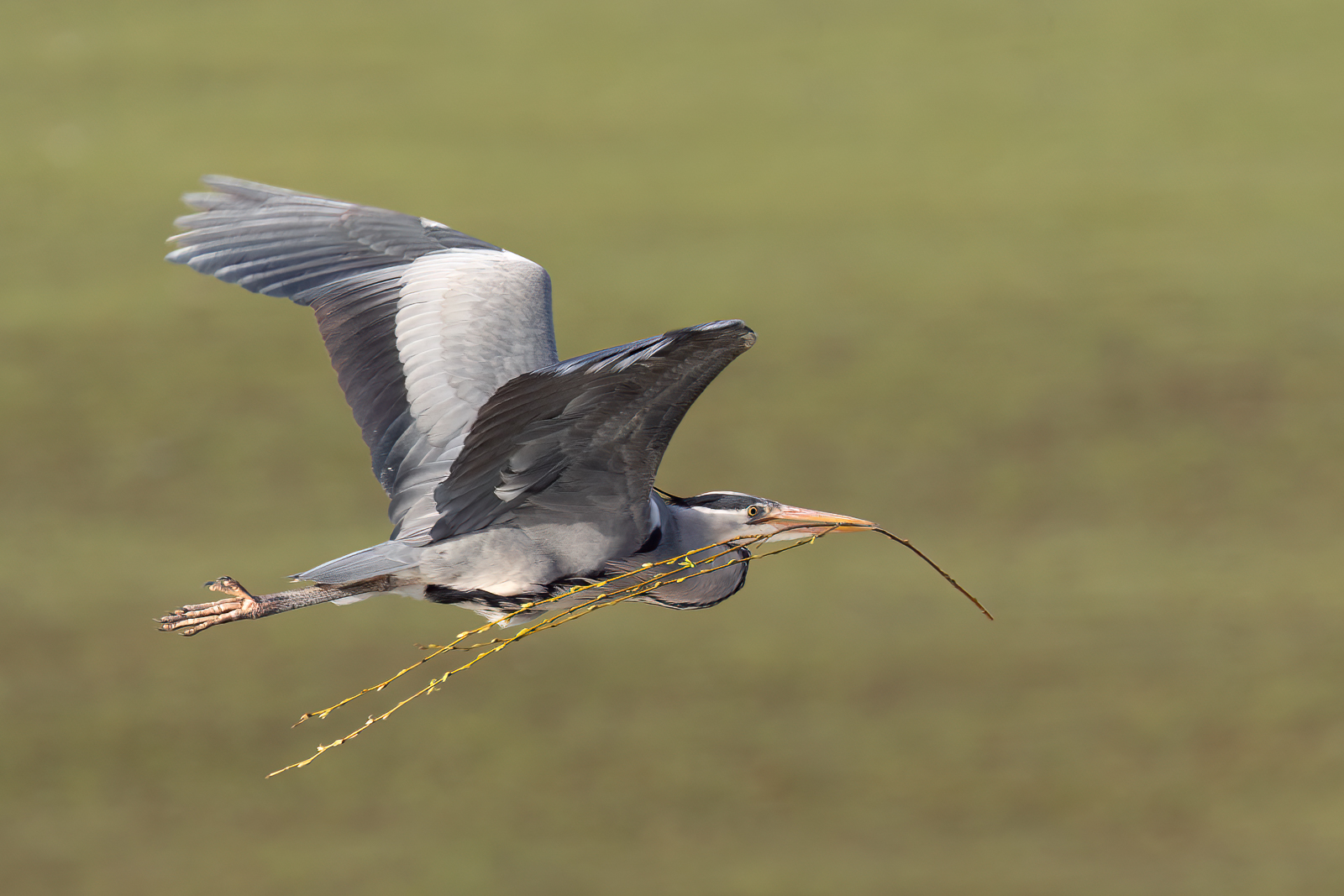 Heron 1 By Penny Reeves