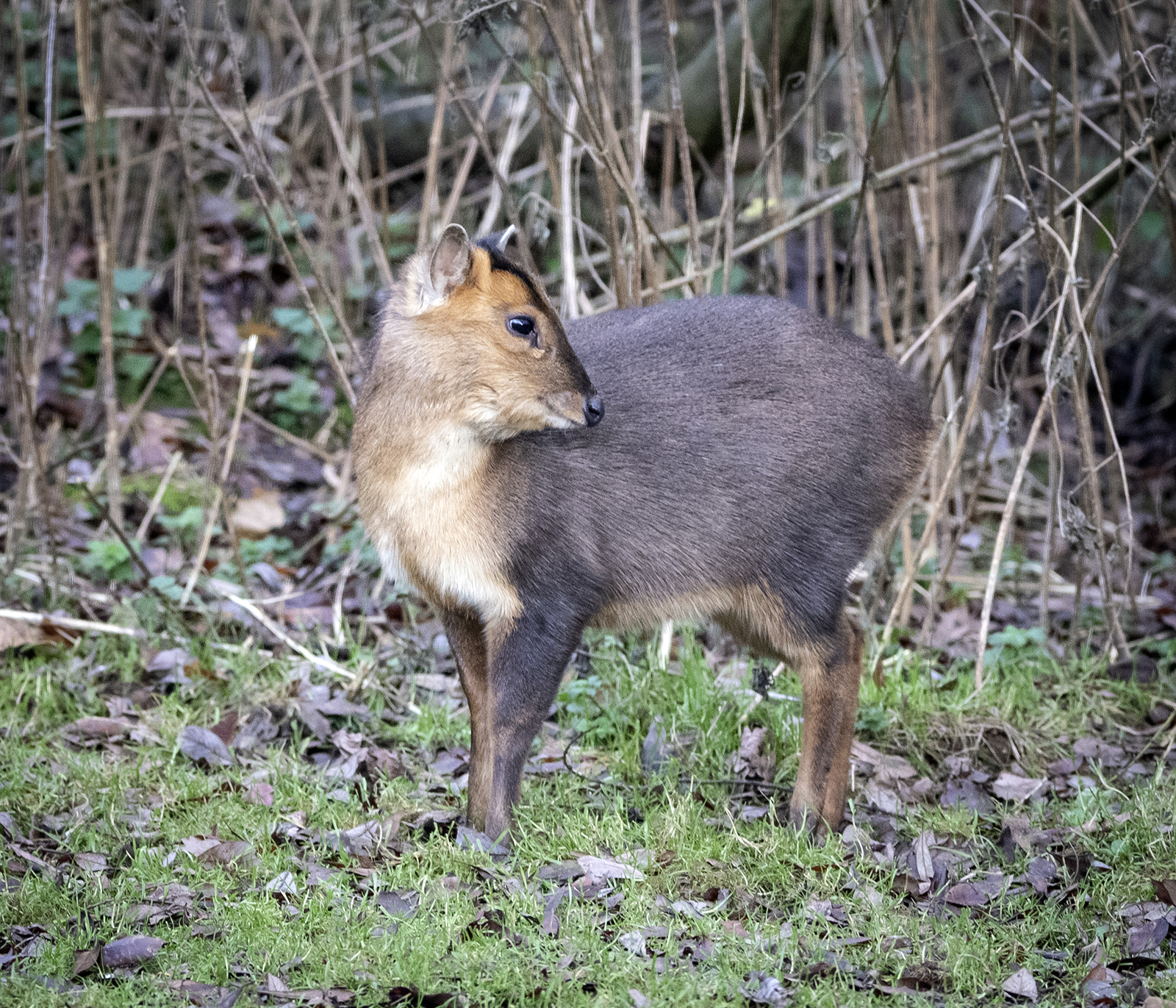 Young Muntjac