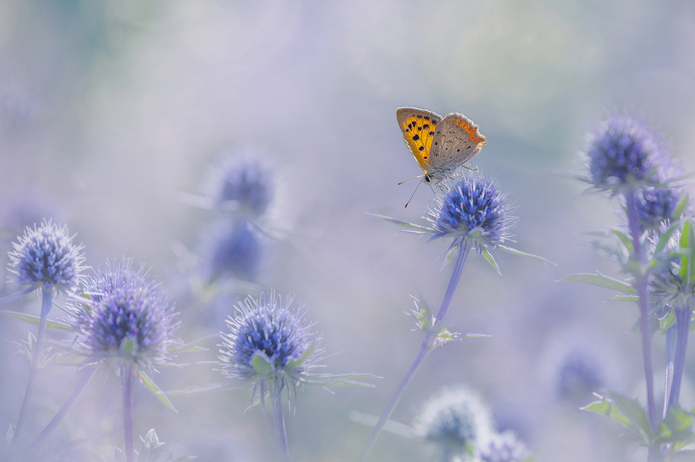 Copper on Blue_Julie Pigula