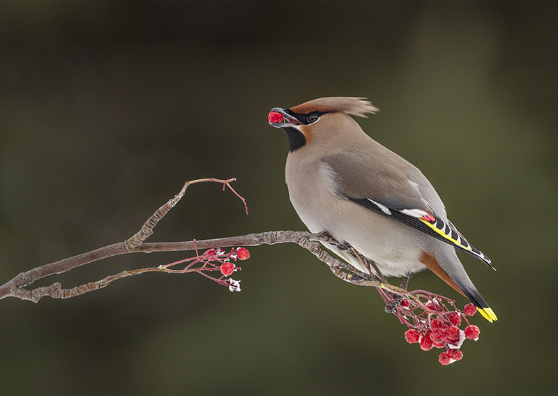 Gold Digital Waxwing Nigel Spencer ARPS