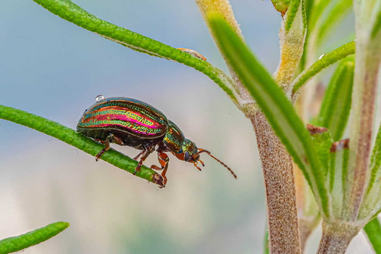 For Ann Rosemary Beetle