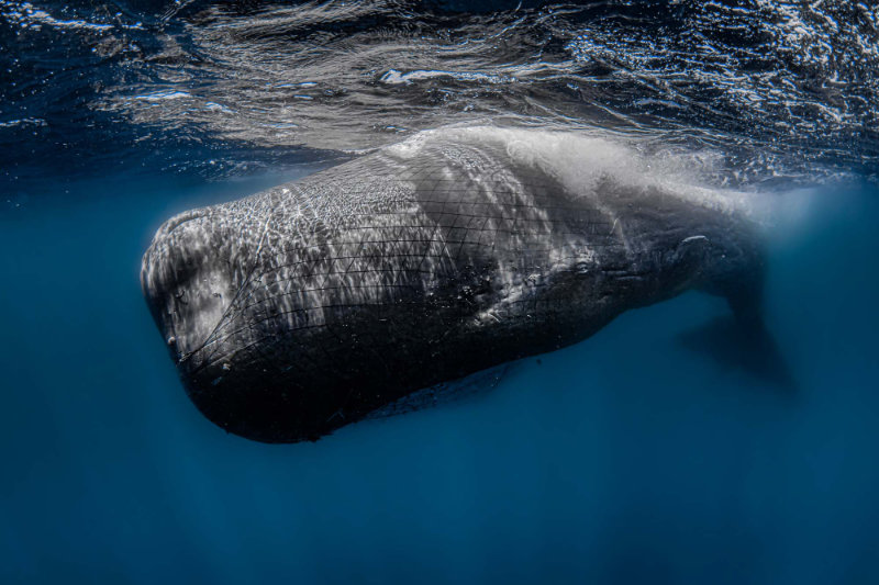 1268 The Net Strangling The Ocean By Rafael Fernandez Caballero