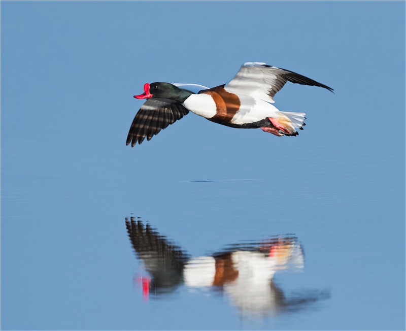 17. Shelduck In Flight DSC 5190