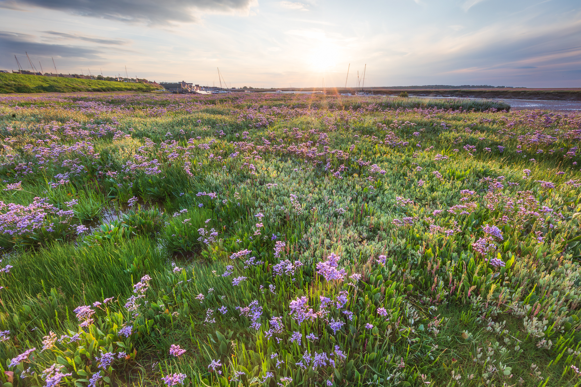 5510062 Annie Green Armytage Under Threat North Norfolk