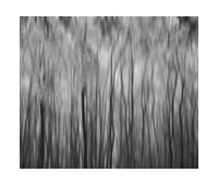 Mono Birch ICM (R)