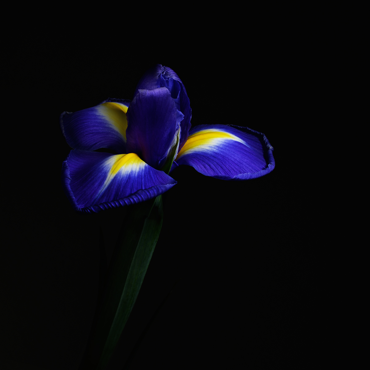 Iris Flower