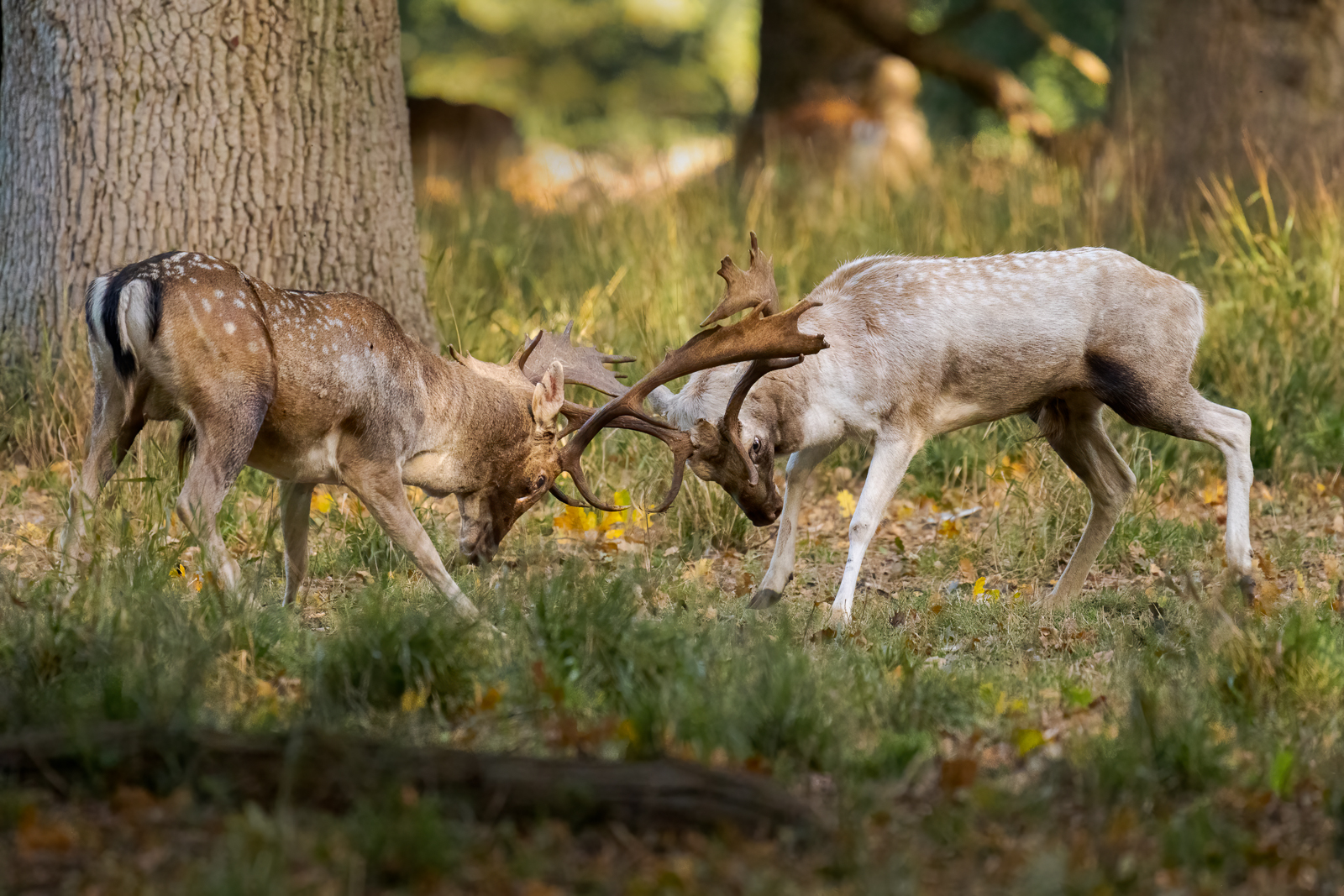 Holkham Hall Fallow Deer 6 Nick Bowman
