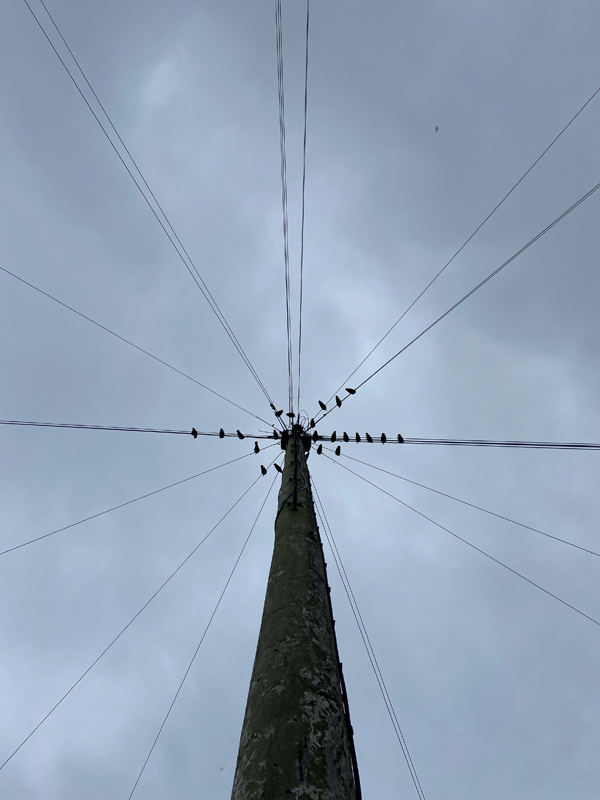 Lilly, Ringwood School