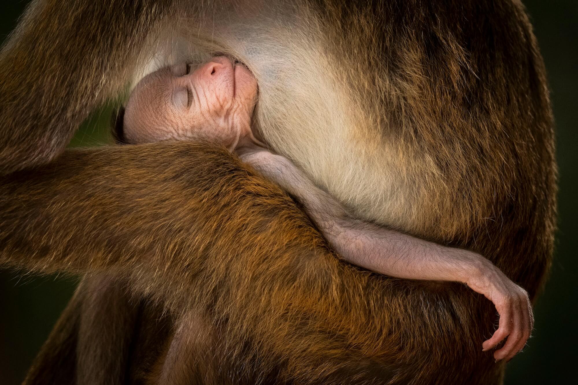 © Hikkaduwa Liyanage Prasantha Vinod, Wildlife Photographer Of The Year