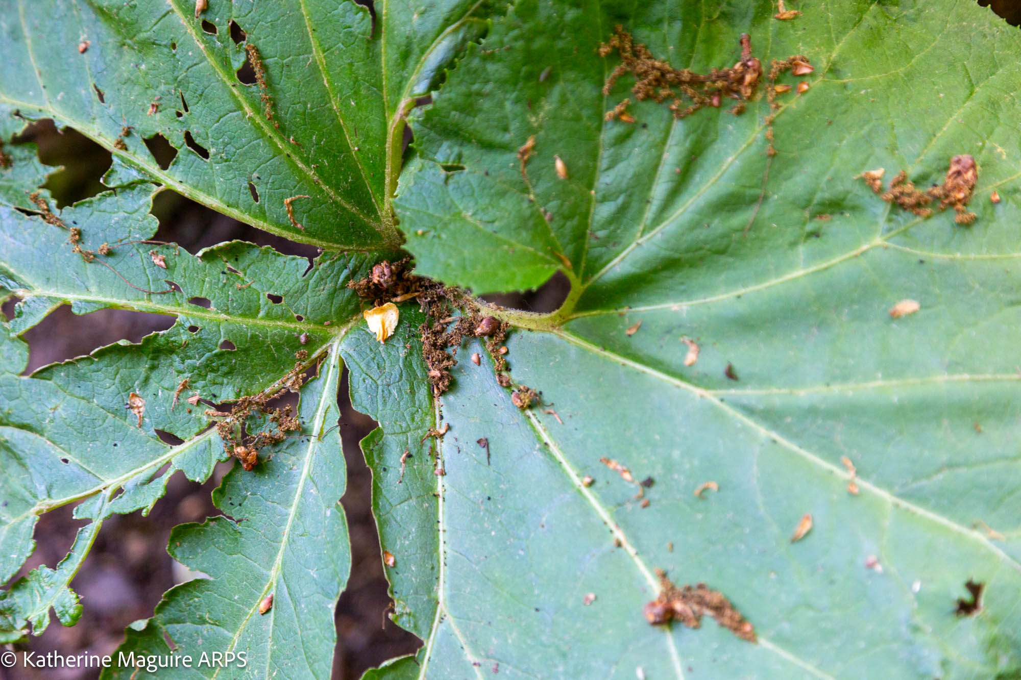 NL Katherine Maguire ARPS 03 Leaf
