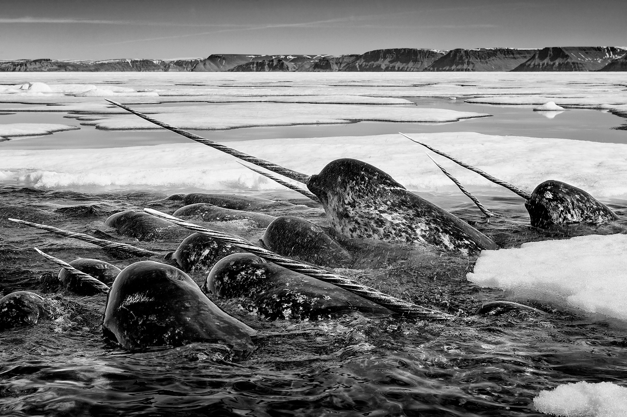 ‘Ivory Brigade, Nunavut, Canada, 2006’ By Paul Nicklen