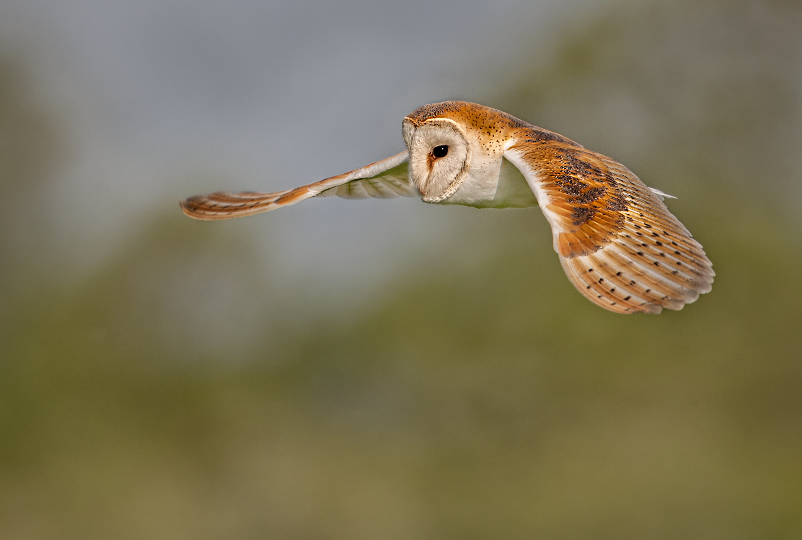 Barn Owl