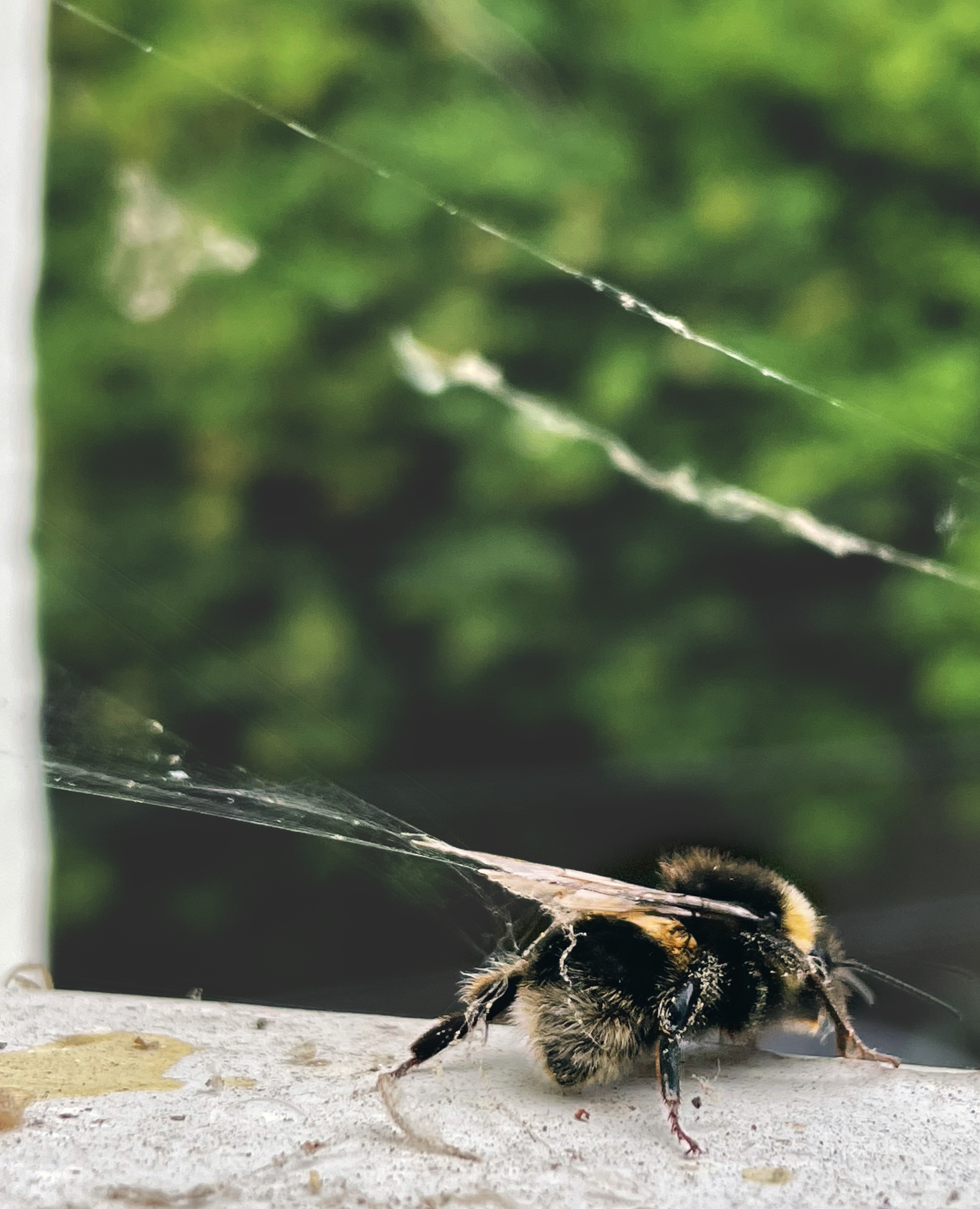 Plight Of The Bumblebee By Claire Brown