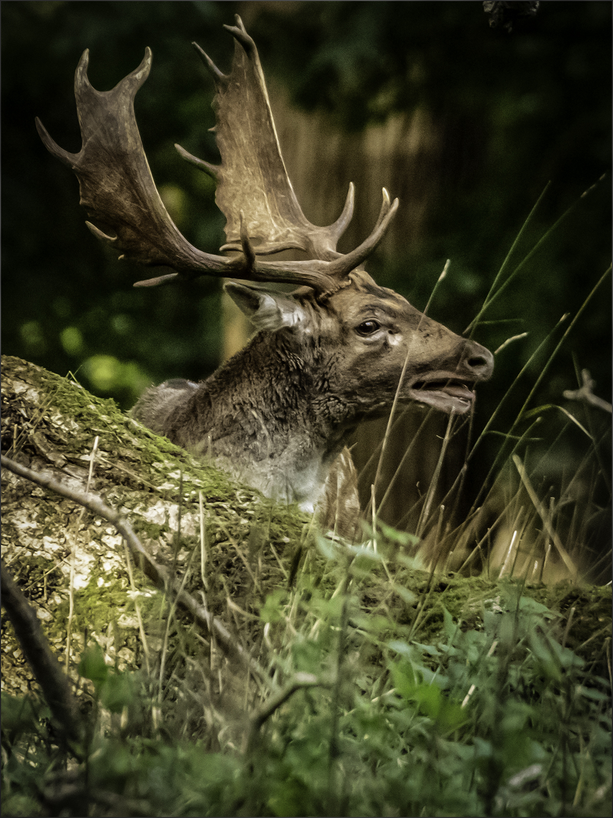 Maurice Wright Holkham Hall Fallow Deer 165